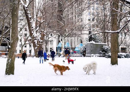 Die New Yorker nehmen ihre Hunde mit auf einen Spaziergang im Madison Square Park während eines Schneesturms im Winter, am 29. Januar 2022. Stockfoto