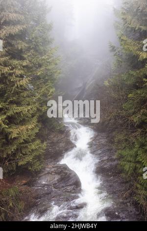 Water Creek in Canadian Nature mit grünen Bäumen während des nebligen Wintertages. Stockfoto