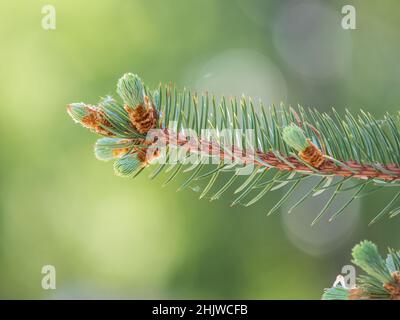 Tannenzweige mit frischen Trieben im Frühjahr. Junge grüne Fichtsprossen im Frühjahr. Fichte verzweigt sich auf grünem Grund. Jung wachsende Tannenbaum sp Stockfoto