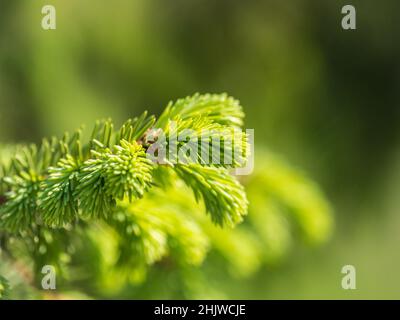 Tannenzweige mit frischen Trieben im Frühjahr. Junge grüne Fichtsprossen im Frühjahr. Fichte verzweigt sich auf grünem Grund. Jung wachsende Tannenbaum sp Stockfoto