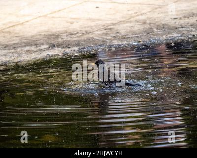 Soor nimmt ein Bad in einer Pfütze. Der Vogel schwimmt im Wasser Stockfoto