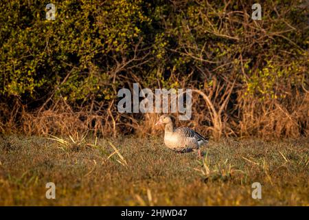 Graugans mit Augenkontakt im Wintermorgendlicht während der Wanderung im Feuchtgebiet des keoladeo-Nationalparks oder des bharatpur-Vogelschutzgebiets indien Stockfoto