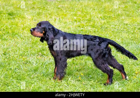 Gordon Setter steht. Der Gordon Setter ist auf dem Gras. Stockfoto