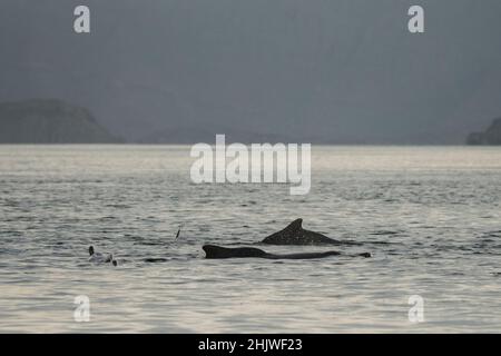 Delfine in der Bucht von Khasab. Musandam. Oman. Stockfoto