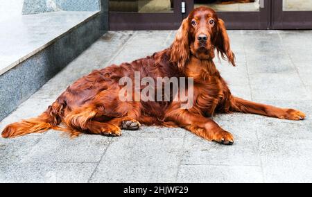 Irischer Setter lügt. Irischer Setter liegt auf dem Boden. Stockfoto