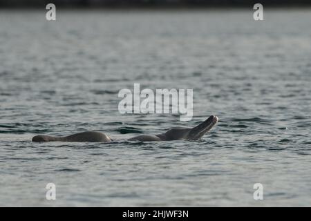 Delfine in der Bucht von Khasab. Musandam. Oman. Stockfoto