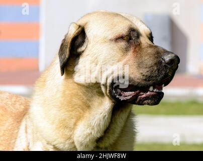 Kangal-Porträt. Das Porträt des Kangal Schäferhundes. Stockfoto