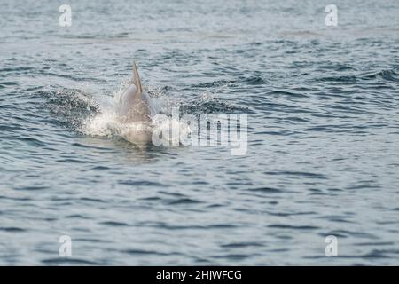 Delfine in der Bucht von Khasab. Musandam. Oman. Stockfoto