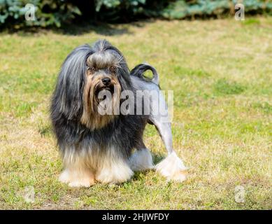 Kleiner Löwenhund mit vollem Gesicht. Das Löwchen liegt auf dem Rasen im Park. Stockfoto