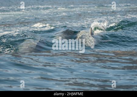 Delfine in der Bucht von Khasab. Musandam. Oman. Stockfoto
