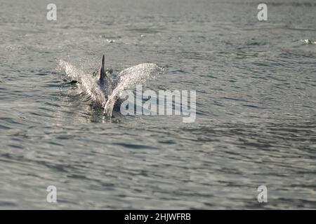 Delfine in der Bucht von Khasab. Musandam. Oman. Stockfoto