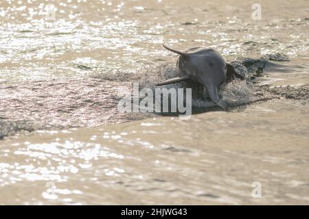 Delfine in der Bucht von Khasab. Musandam. Oman. Stockfoto