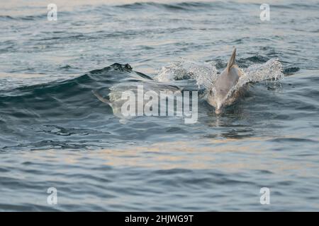 Delfine in der Bucht von Khasab. Musandam. Oman. Stockfoto