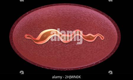 Zellteilung . Mitochondrien-Spaltung, DNA-Replikation. Stadien der mikrobiellen Reproduktion . 3D Darstellung rendern Stockfoto