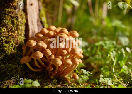 Pilze aus Honigpilzen wachsen im Wald in der Nähe eines alten Stumpfes. Ein sonniger Sommer- oder Herbsttag Stockfoto