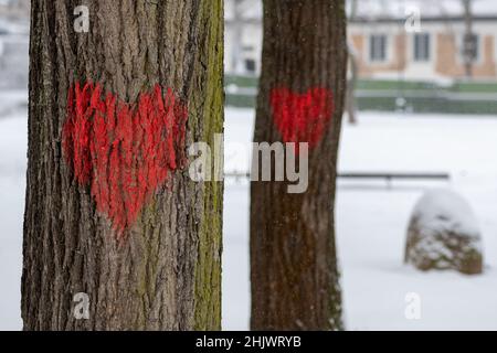 Ein paar rote Herzen auf einem Stamm eines alten Baumes in einem Park im Winter mit Schnee gemalt. Valentinstag, Geburtstage oder Hochzeiten und verschiedene Feste Stockfoto