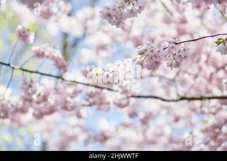 Hanami-Urlaub. Rosafarbener Sakura-Blumenbaum. Japanische Sakura ist ein traditionelles Symbol weiblicher Jugend und Schönheit. Zart blühender Zweig an sonnigen Tagen. Frühling Pastelltapete Hintergrund. Symbol von japan Stockfoto