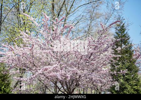 Hanami-Urlaub. Rosafarbener Sakura-Blumenbaum. Japanische Sakura ist ein traditionelles Symbol weiblicher Jugend und Schönheit. Zart blühender Zweig an sonnigen Tagen. Frühling Pastelltapete Hintergrund. Symbol von japan Stockfoto