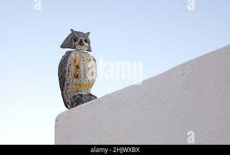 Holzkauz isoliert an einer Wand, andere Vögel erschrecken Stockfoto