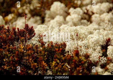 Nahaufnahme von Islandmoos (Cetraria islandica) im Rondane-Nationalpark, Norwegen Stockfoto