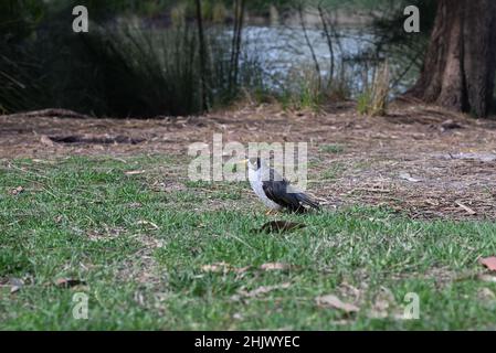 Geräuschvoller Bergmann, Manorina melanocephala, steht auf einem Grasfleck, mit Vegetation, einem See und einem Baum im Hintergrund Stockfoto