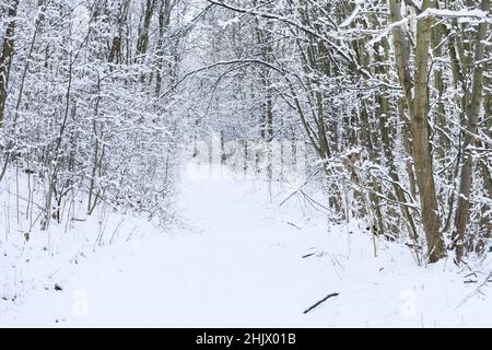 Schneesturm und Nebel im Winterwald. Straße durch den Wald. Winterzeit Stockfoto