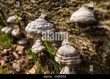 Baumpilze (Zunder-Pilz / Fomes fomentarius) auf einem Totholzbaumstamm im Wald, Mörth, Teutoburger Wald, Deutschland Stockfoto