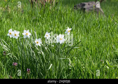 Weiße Narzissen blühen im Gras. Schöne Naturkulisse im Garten an einem sonnigen Tag Stockfoto