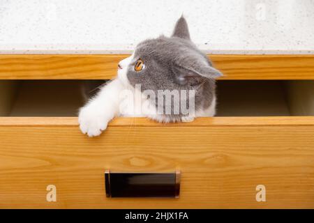 Eine niedliche britische Kurzhaarkatze, die versucht, aus einer Schublade zu klettern Stockfoto