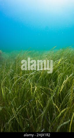 Unter der Aalgraswiese (Zostera Marina) in Porthdinllaen, Nordwales Stockfoto