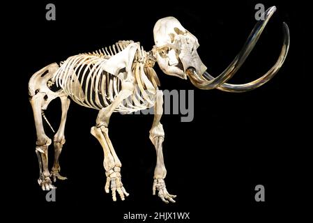 Skelett eines Bullen-Wollmammuts, Mammuthus primigenius, einer Art von Mammut, die während des Pleistozäns bis zu seinem Aussterben im Holozän lebte. Echte Grösse. Wollmammut Stockfoto