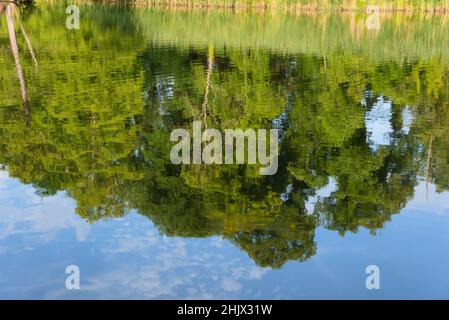 Reflektierende Bäume in einem kleinen See Stockfoto