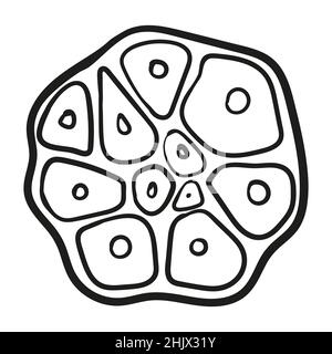 Knoblauch - Vektorgrafik im Skizzenstil. Kopf von Knoblauch, Nelken, Nelken, Bund, Knoblauch schneiden. Lineare Schwarz-Weiß-Zeichnung. Zutaten zum Kochen, Gemüse. Stock Vektor