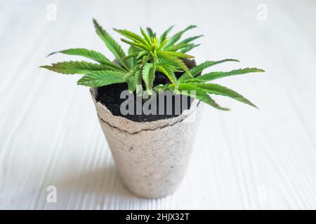 Hanf zu Hause in Töpfen aus recycelbaren Materialien anbauen. Sprossen von jungem frühlingshaften Hanf mit den ersten Blättern von medizinischem Marihuana. Stockfoto