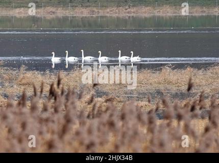 31. Januar 2022, Brandenburg, Schwedt/OT Criewen: Sechs Whooper-Schwäne schwimmen im Nationalpark Unterodertal auf dem Wasser. Der Auen-Nationalpark ist das erste grenzüberschreitende großflächige Schutzgebiet mit Polen und verfügt über große Polder, die regelmäßig überflutet werden. Foto: Soeren Sache/dpa-Zentralbild/ZB Stockfoto