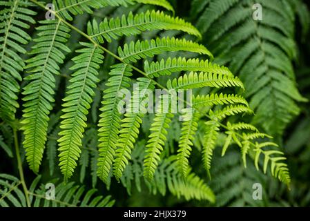 Nahaufnahme eines Waldfarns (Athyrium filix-femina, auch einfach als gewöhnlicher Waldfarn bekannt) in einem Wald, nützlich als grüner natürlicher Hintergrund Stockfoto