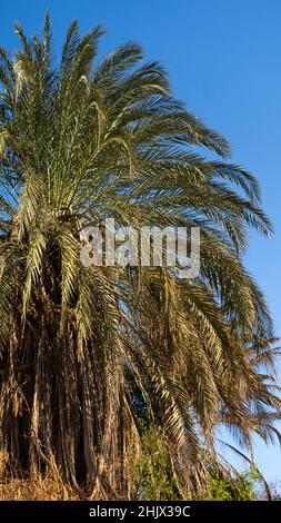Palmen gegen den blauen Himmel, senkrechte Pix Stockfoto