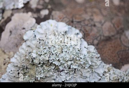 Blass-cyanfarbene Blütenblätter-ähnliche Blattschleiche auf Felsen, die jüngsten Regenfälle haben den vegetativen Körper, den natürlichen Makro-Hintergrund, wiederbelebt Stockfoto