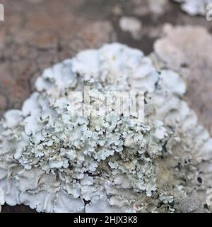 Blass-cyanfarbene Blütenblätter-ähnliche Blattschleiche auf Felsen, die jüngsten Regenfälle haben den vegetativen Körper, den natürlichen Makro-Hintergrund, wiederbelebt Stockfoto