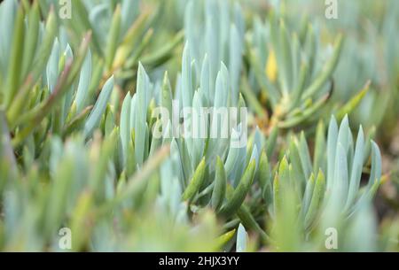 Curio repens aga blau Finger Pflanze Attraktive saftige Blätter natürlich Makro floralen Hintergrund Stockfoto