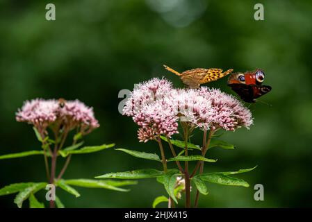 Nahaufnahme von zwei Schmetterlingen auf wilden rosa umbelliferen Blüten, einem silberfarbenen Fritillary (Argynnis paphia) und einem europäischen Pfau (Aglais io) Stockfoto