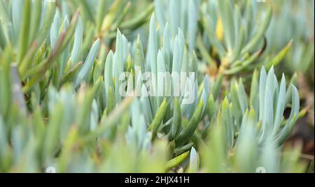 Curio repens aga blau Finger Pflanze Attraktive saftige Blätter natürlich Makro floralen Hintergrund Stockfoto