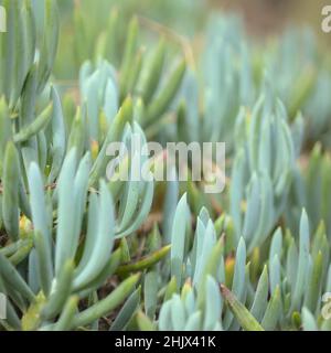 Curio repens aga blau Finger Pflanze Attraktive saftige Blätter natürlich Makro floralen Hintergrund Stockfoto