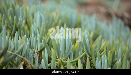 Curio repens aga blau Finger Pflanze Attraktive saftige Blätter natürlich Makro floralen Hintergrund Stockfoto