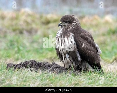 31. Januar 2022, Brandenburg, Schwedt/OT Criewen: Ein Bussard sitzt auf einem Erdhaufen im Nationalpark Unterodertal. Der Auen-Nationalpark ist das erste grenzüberschreitende großflächige Schutzgebiet mit Polen und verfügt über große Polder, die regelmäßig überflutet werden. Foto: Soeren Sache/dpa-Zentralbild/ZB Stockfoto