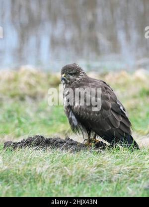 31. Januar 2022, Brandenburg, Schwedt/OT Criewen: Ein Bussard sitzt auf einem Erdhaufen im Nationalpark Unterodertal. Der Auen-Nationalpark ist das erste grenzüberschreitende großflächige Schutzgebiet mit Polen und verfügt über große Polder, die regelmäßig überflutet werden. Foto: Soeren Sache/dpa-Zentralbild/ZB Stockfoto