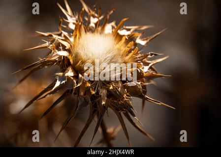 Nahaufnahme von wunderschön getrockneten Milchdisteln (Silybum marianum), Nationalpark Sierra Nevada, Andalusien, Spanien Stockfoto