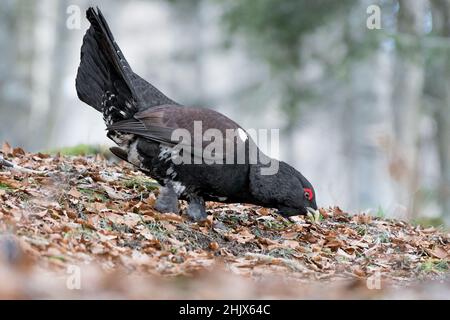 Westlicher Auerhahn, der auf der Suche nach Nahrung auf dem Boden ist (Tetrao urogallus) Stockfoto