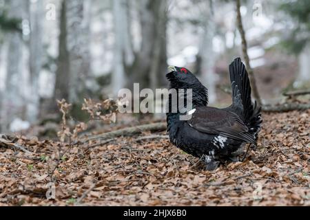 Auerhahn im Wald (Tetrao urogallus) Stockfoto