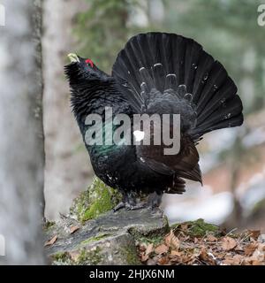 Ein seltener und legendärer Vogel, das westliche Auerhuhn-Männchen (Tetrao urogallus) Stockfoto